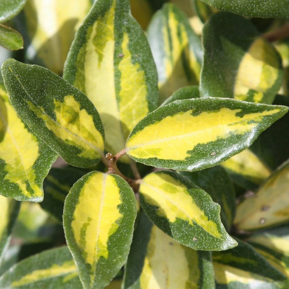 Elaeagnus × Submacrophylla 'Limelight'