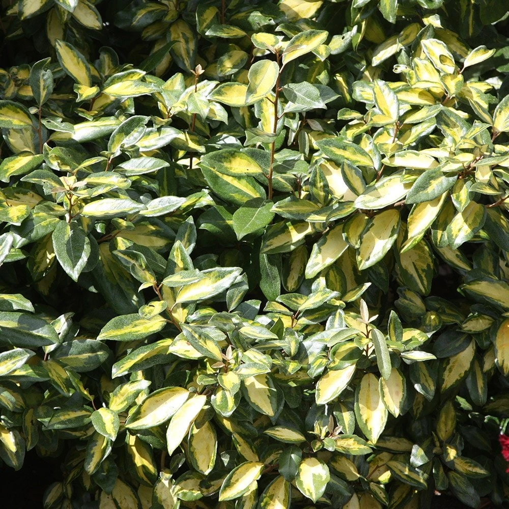 Elaeagnus × Submacrophylla 'Limelight' - Image 3