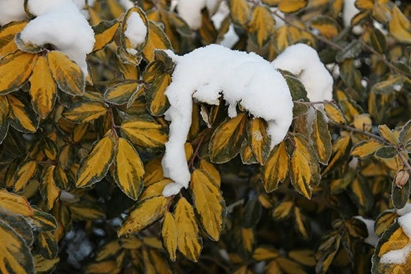 Elaeagnus × Submacrophylla 'Limelight' - Image 4