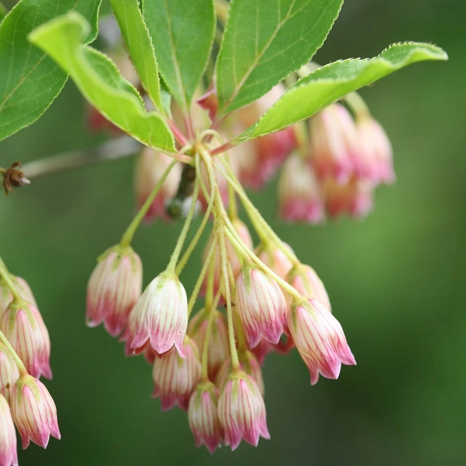 Enkianthus Campanulatus
