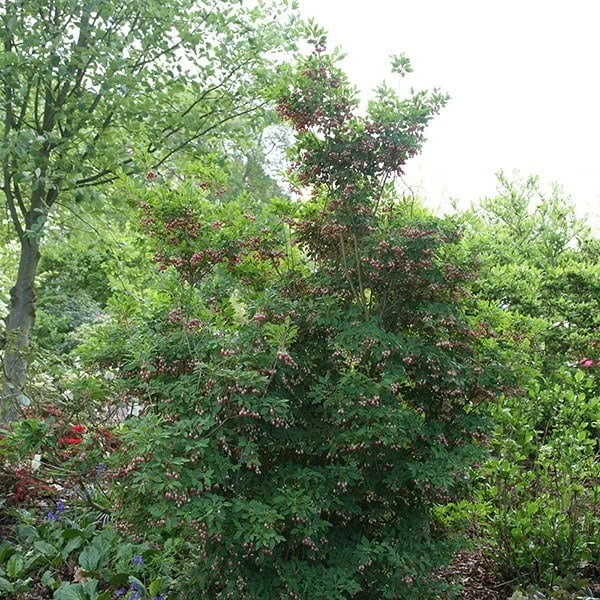 Enkianthus Campanulatus - Image 2