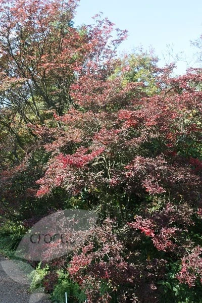 Enkianthus Campanulatus - Image 3