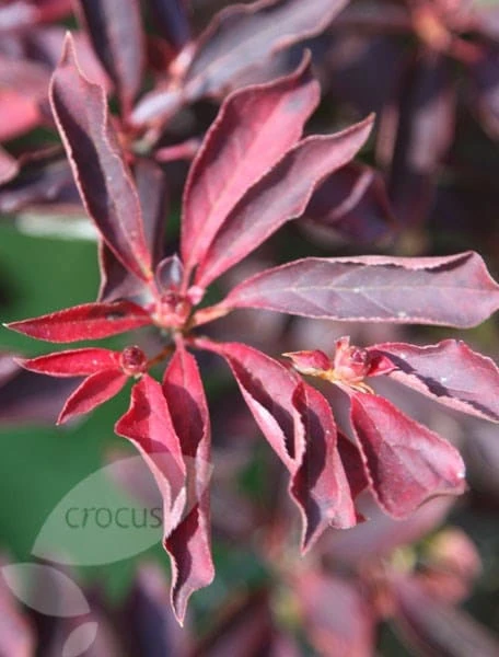 Enkianthus Campanulatus - Image 4