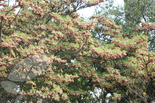 Enkianthus Campanulatus - Image 5