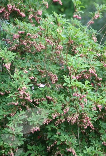Enkianthus Campanulatus - Image 6