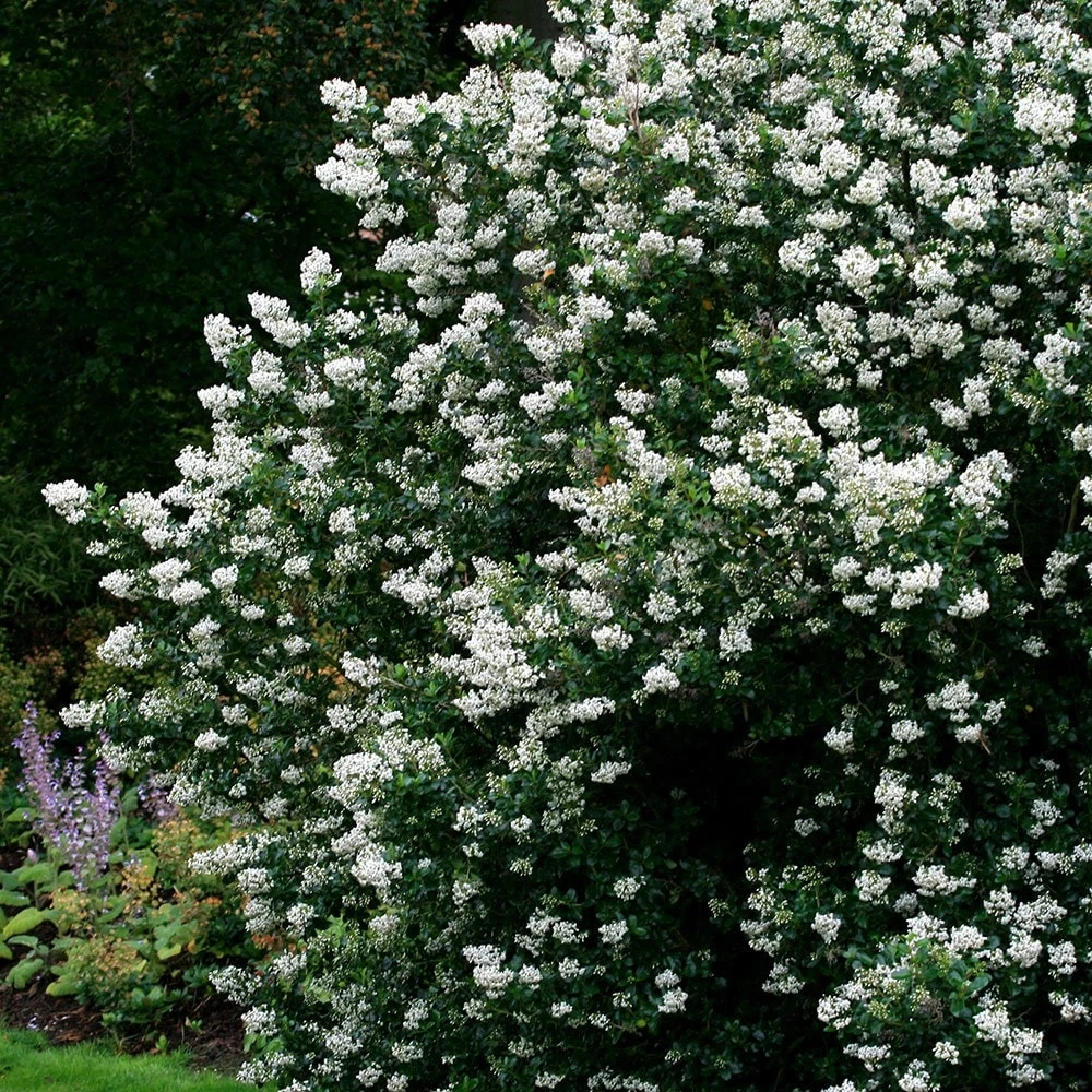 Escallonia 'Iveyi' - Image 2