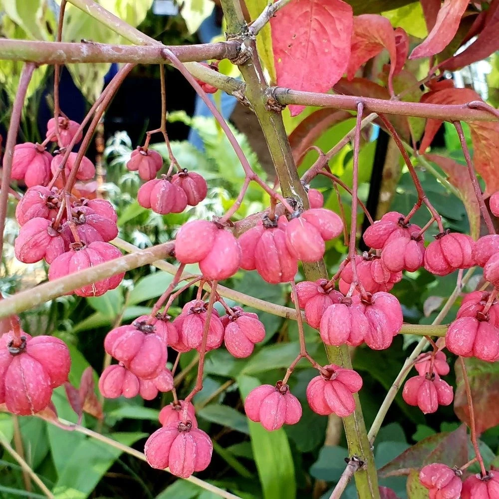 Euonymus Europaeus 'Red Cascade' - Image 2
