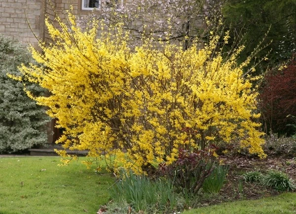Forsythia × Intermedia 'Lynwood Variety' - Image 2
