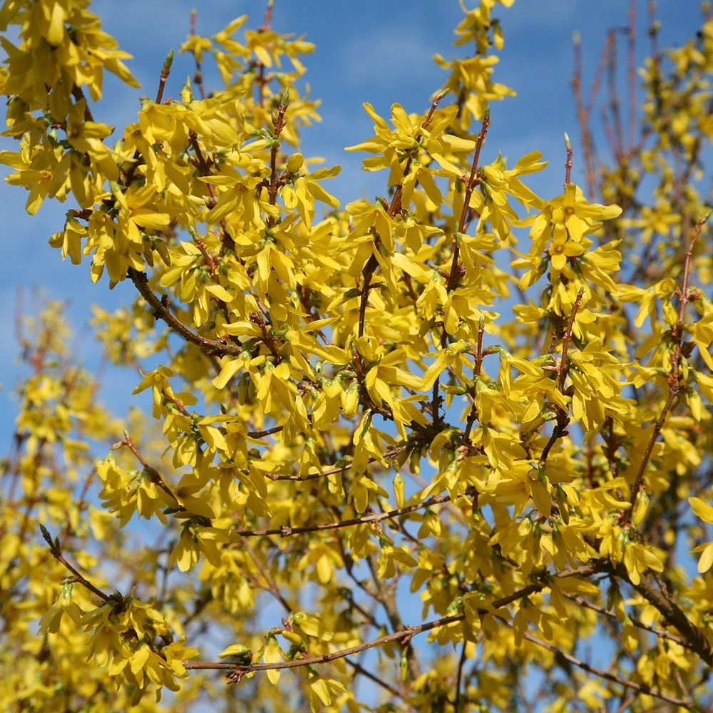 Forsythia × Intermedia 'Lynwood Variety' - Image 3