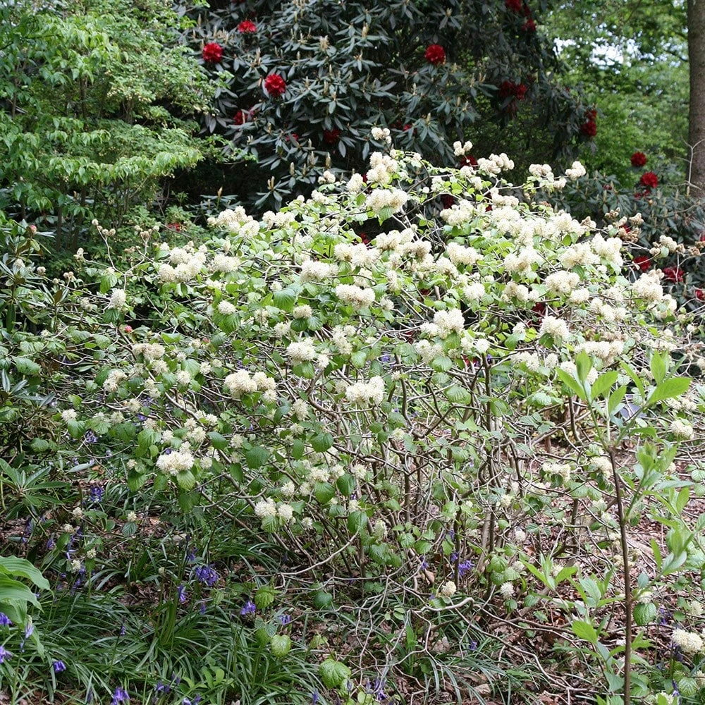 Fothergilla Major - Image 2