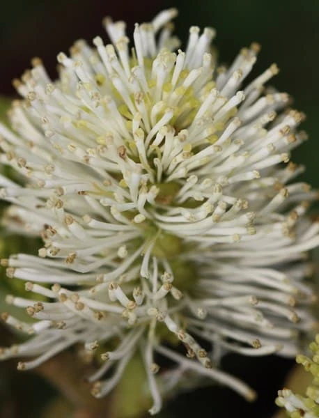 Fothergilla Major - Image 3