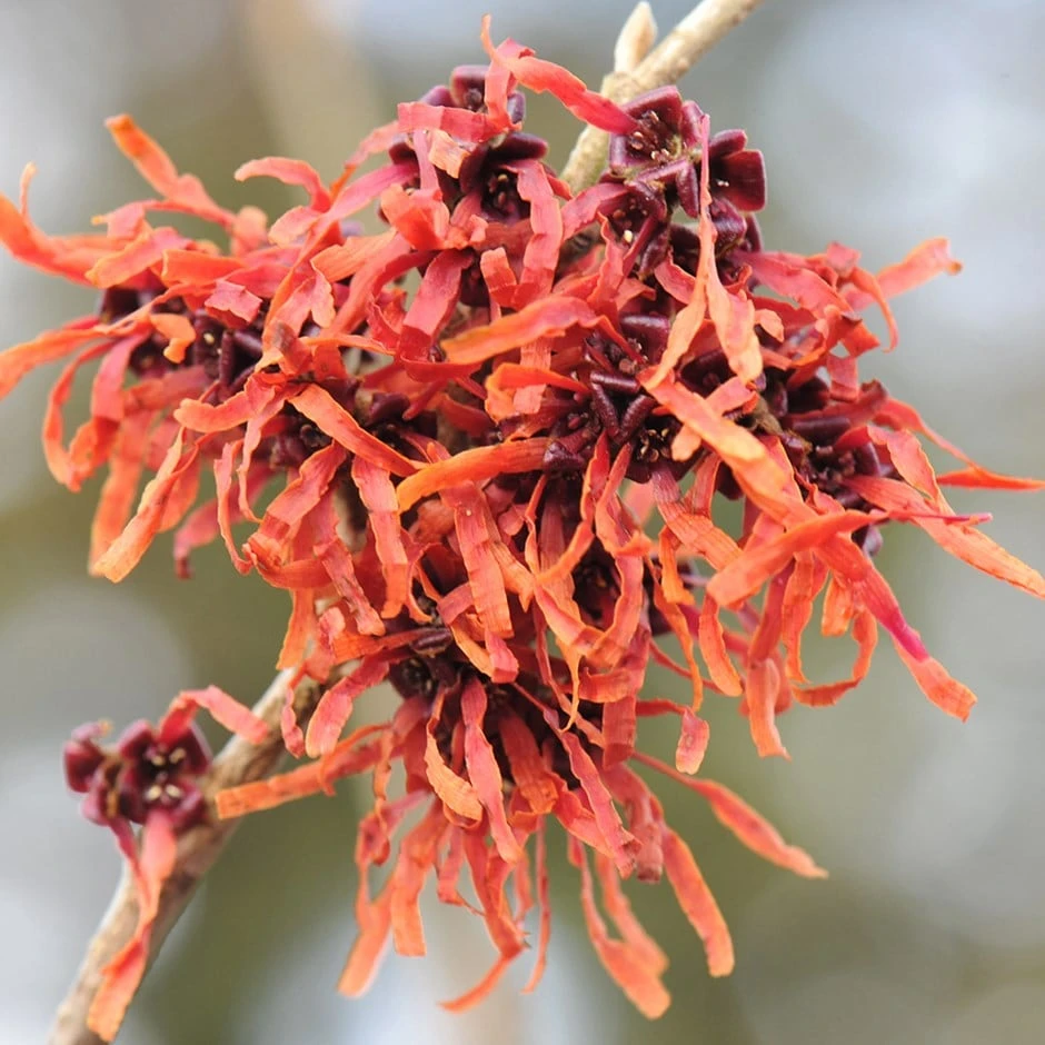 Hamamelis × Intermedia 'Jelena'
