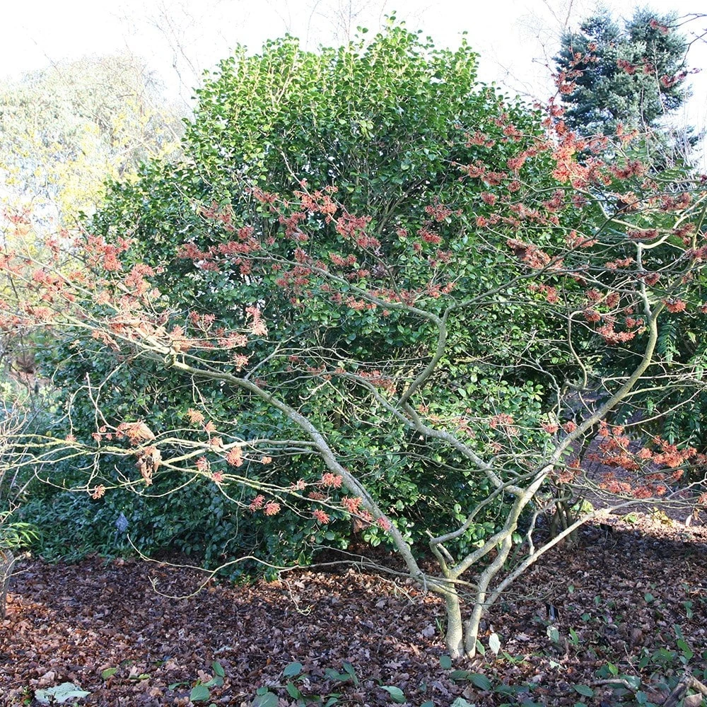 Hamamelis × Intermedia 'Jelena' - Image 2