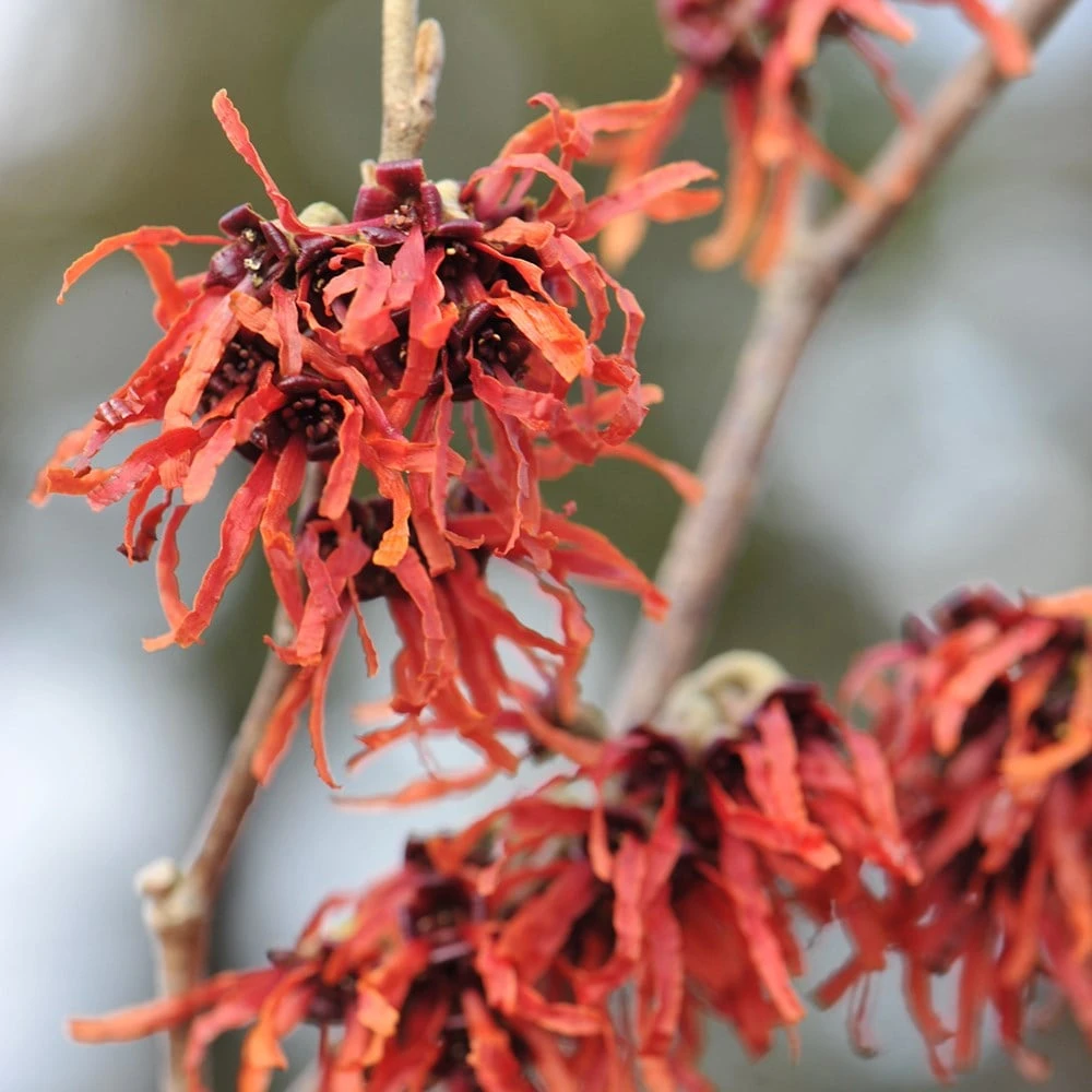 Hamamelis × Intermedia 'Jelena' - Image 3