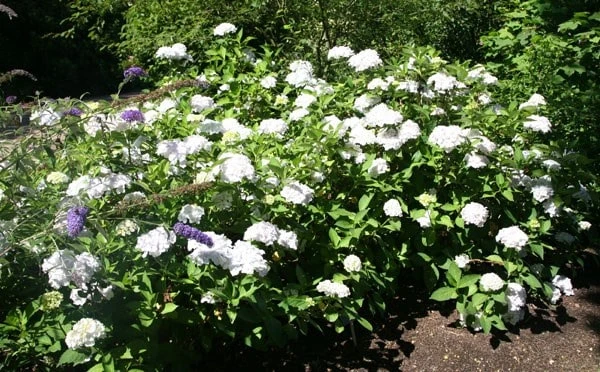 Hydrangea Macrophylla 'Madame Emile Mouillère' - Image 2