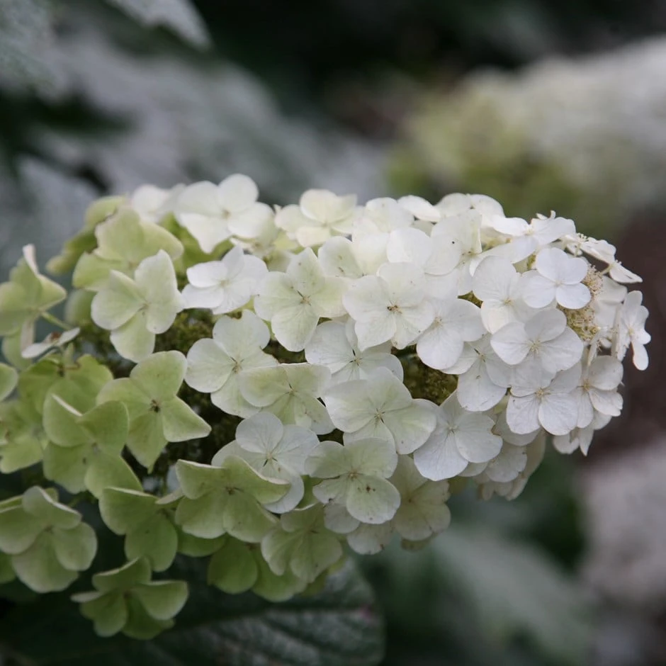 Hydrangea Quercifolia Snow Queen ('Flemygea')