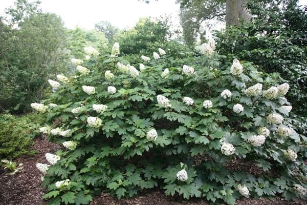 Hydrangea Quercifolia Snow Queen ('Flemygea') - Image 2