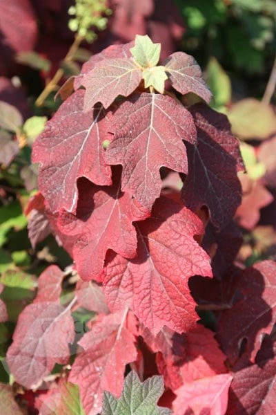 Hydrangea Quercifolia Snow Queen ('Flemygea') - Image 3