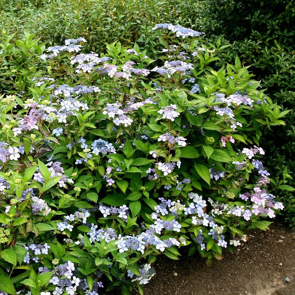 Hydrangea Serrata 'Bluebird' - Image 2