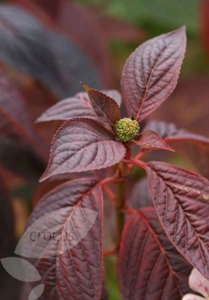 Hydrangea Serrata 'Bluebird' - Image 4