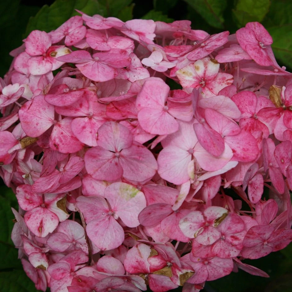 Hydrangea 'Preziosa'