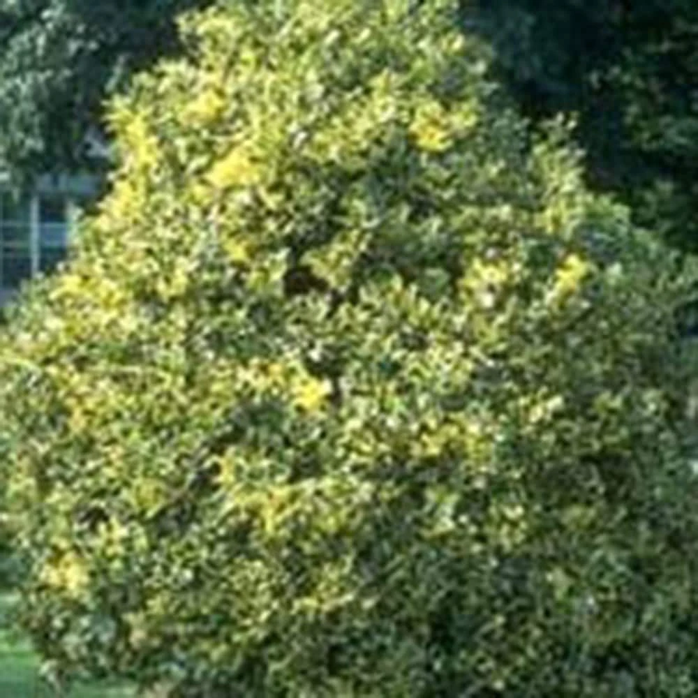 Ilex × Altaclerensis 'Golden King' - Image 2