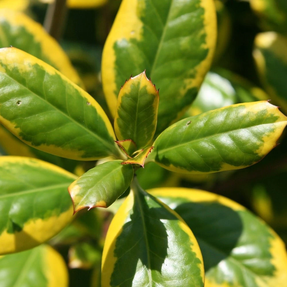 Ilex × Altaclerensis 'Golden King' - Image 3