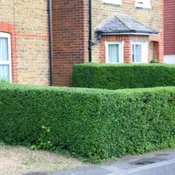Ligustrum Ovalifolium - Privet Hedging