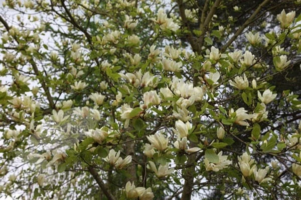 Magnolia 'Elizabeth' - Image 2