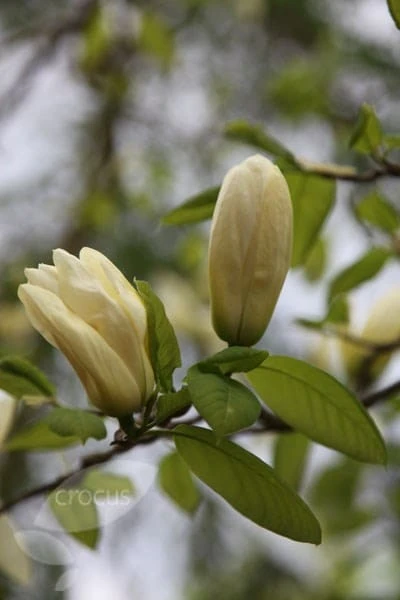 Magnolia 'Elizabeth' - Image 3