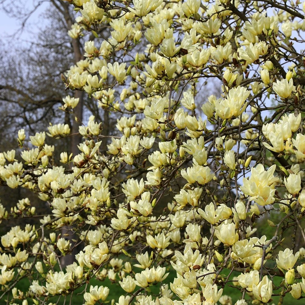 Magnolia 'Elizabeth' - Image 4