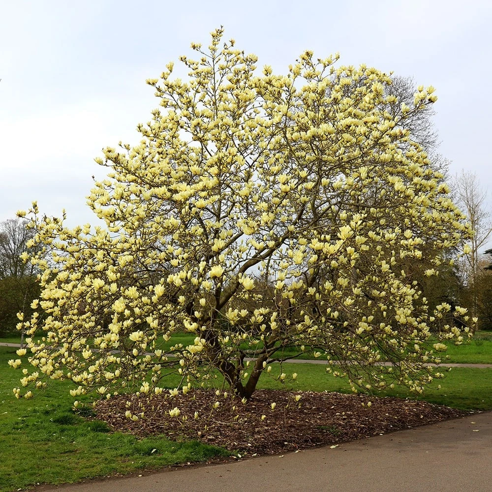 Magnolia 'Elizabeth' - Image 5