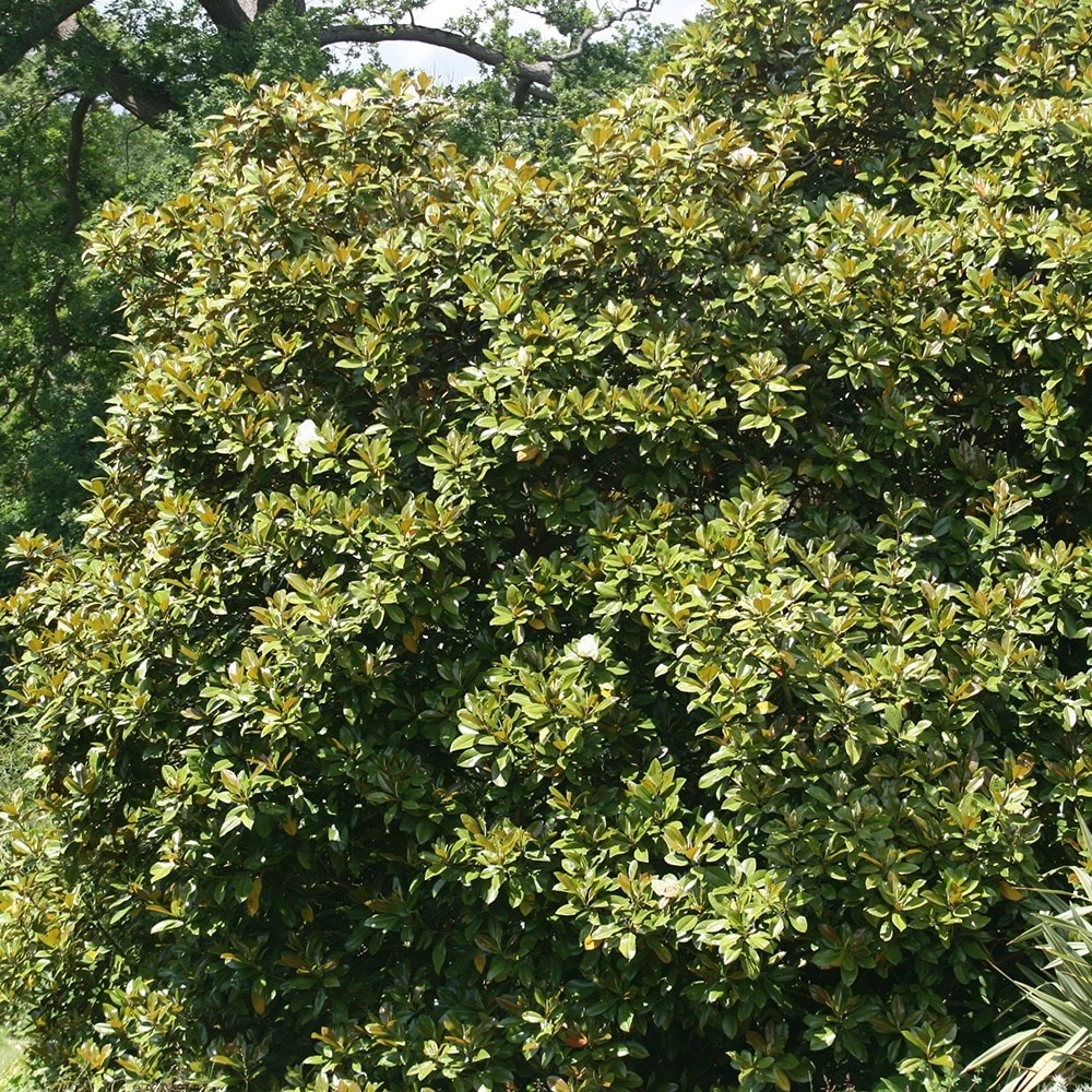 Magnolia Grandiflora - Image 2