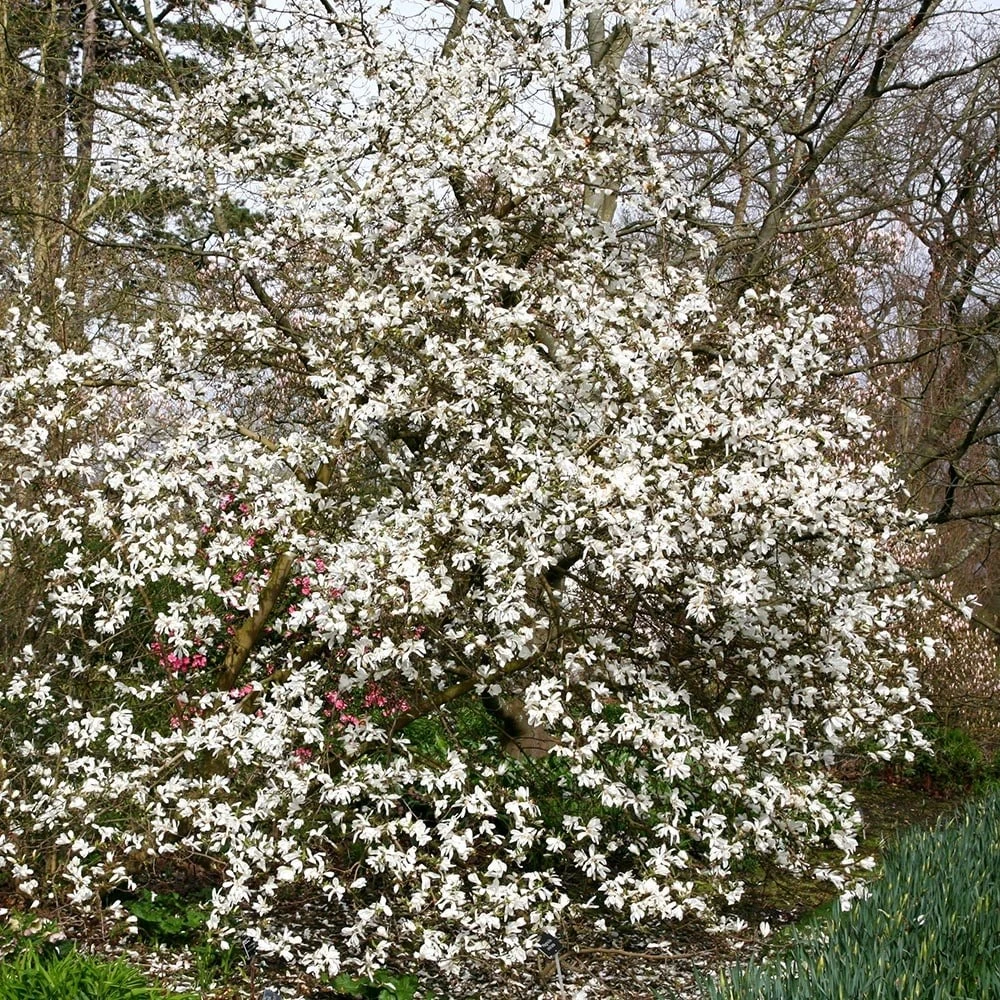 Magnolia Stellata - Image 2