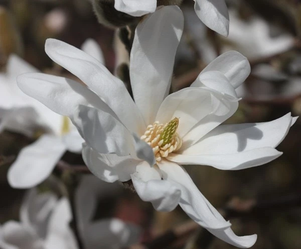 Magnolia Stellata - Image 3