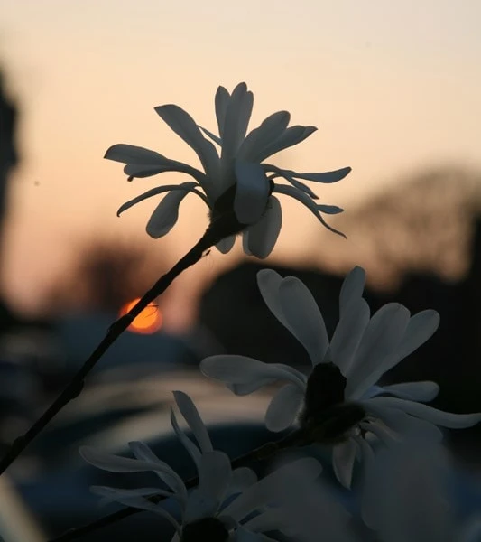 Magnolia Stellata - Image 4