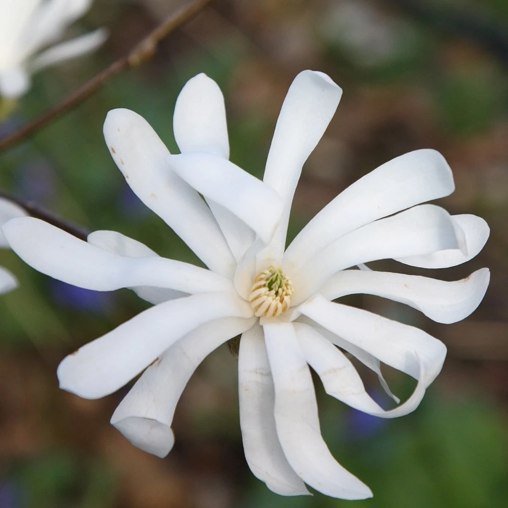 Magnolia Stellata - Image 5