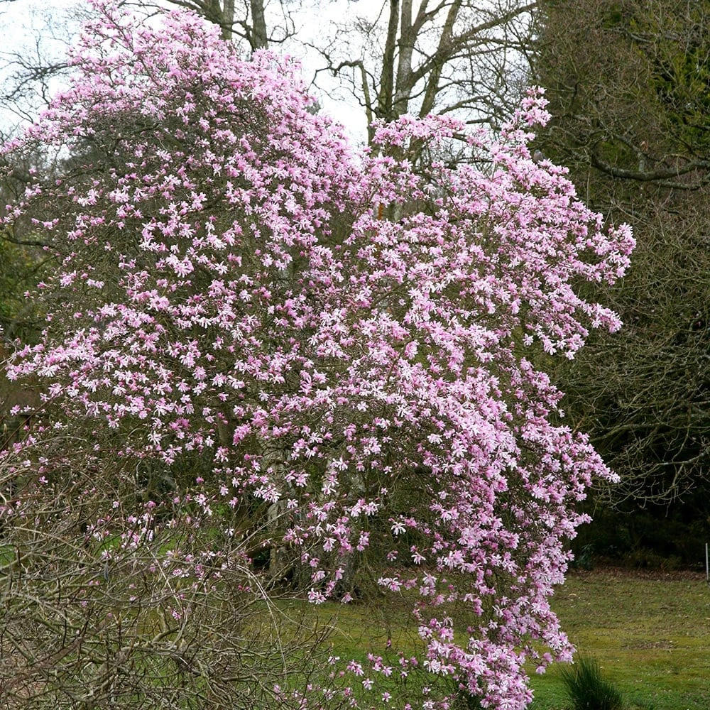 Magnolia × Loebneri 'Leonard Messel' - Image 2