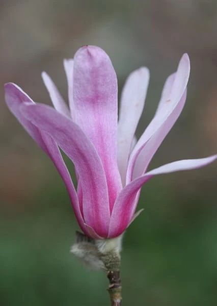 Magnolia × Loebneri 'Leonard Messel' - Image 3