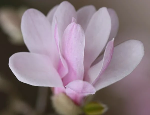 Magnolia × Loebneri 'Leonard Messel' - Image 4