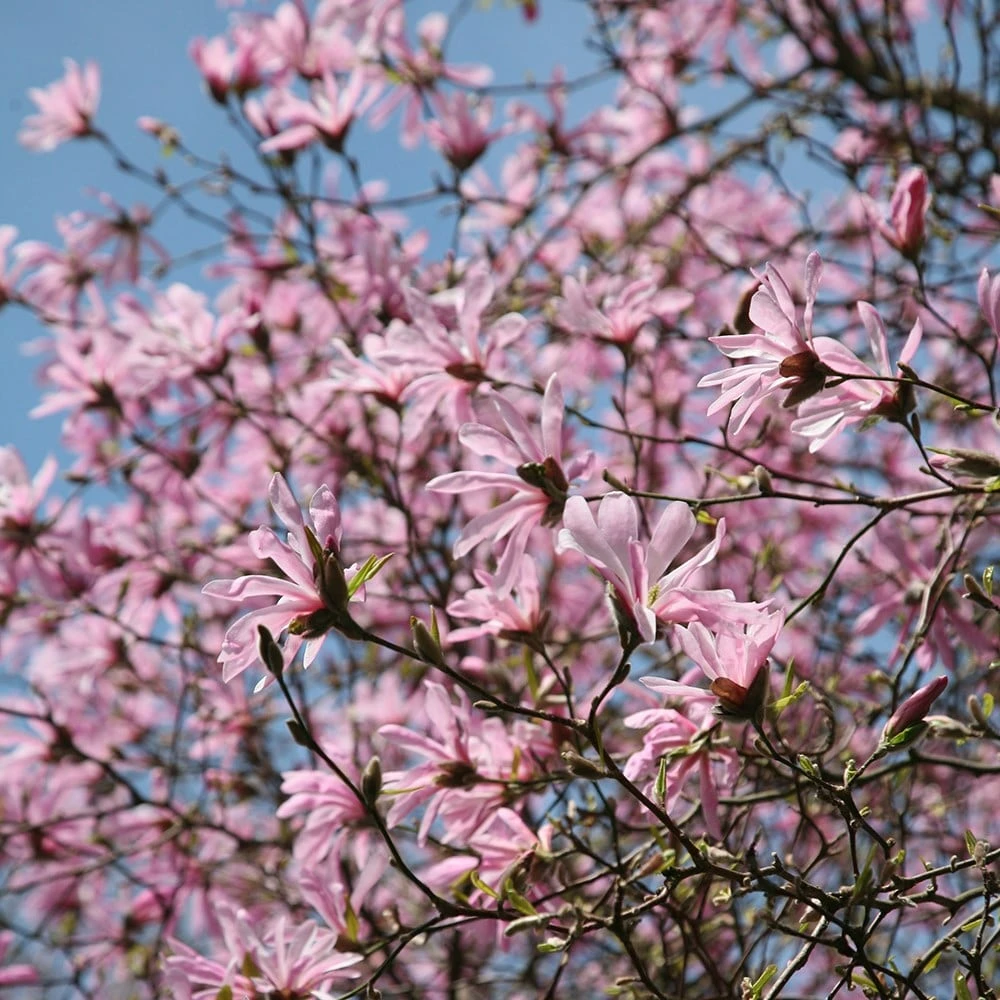 Magnolia × Loebneri 'Leonard Messel' - Image 5