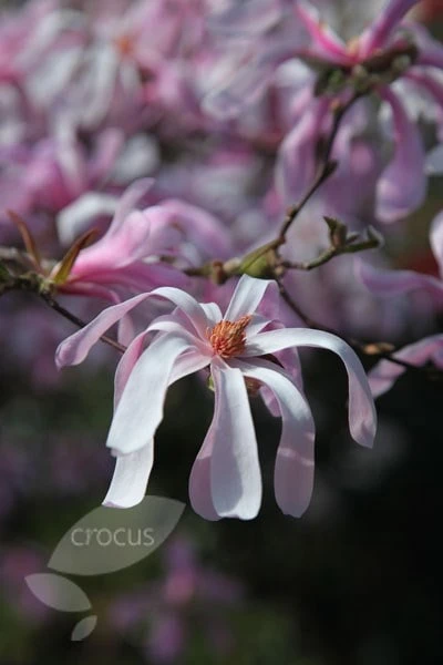 Magnolia × Loebneri 'Leonard Messel' - Image 6
