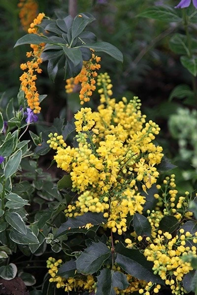 Mahonia Aquifolium 'Apollo' - Image 2
