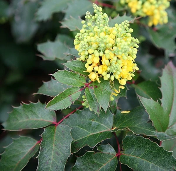Mahonia Aquifolium 'Apollo' - Image 3