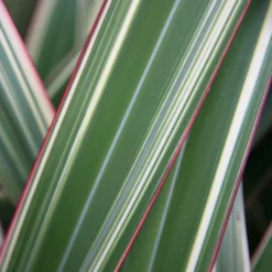 Phormium Cookianum Subsp. Hookeri 'Tricolor'