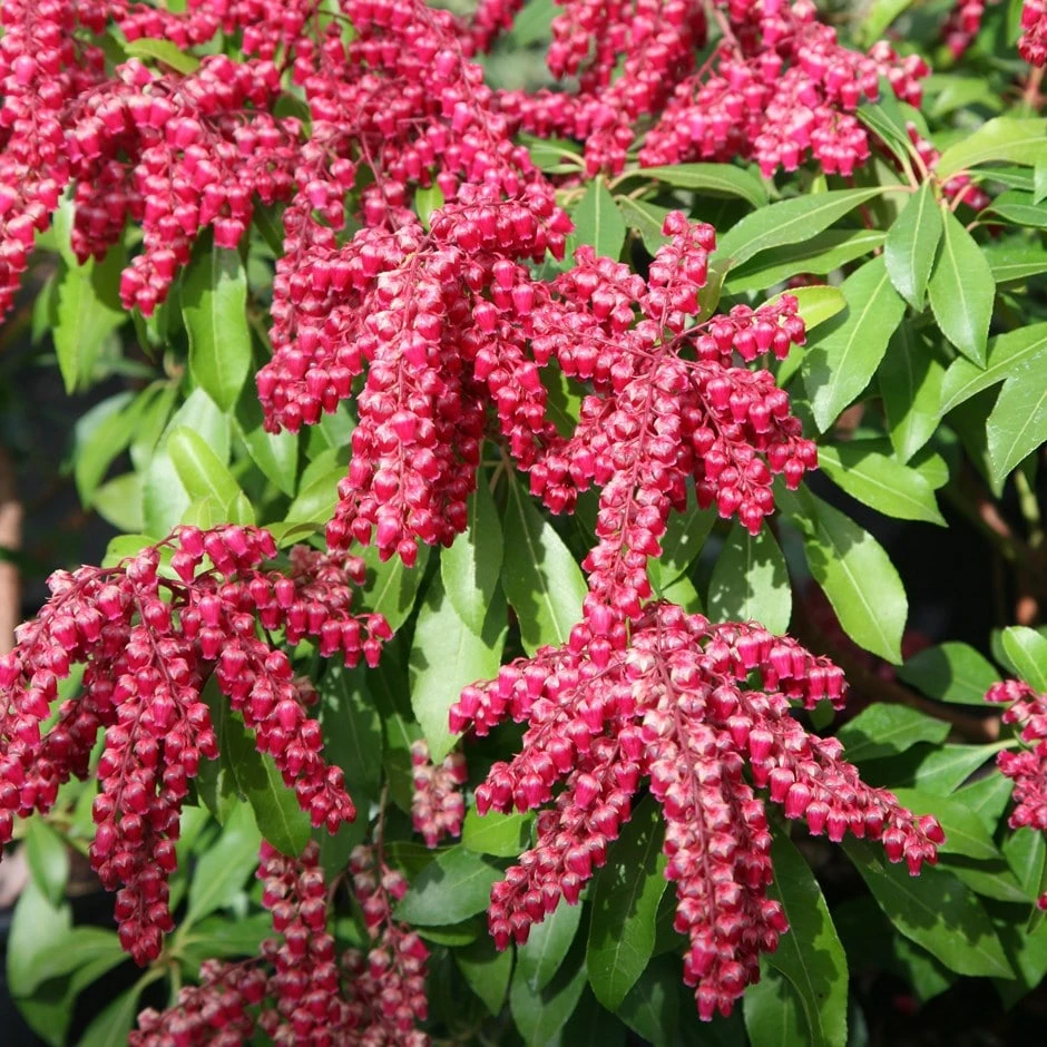 Pieris Japonica 'Valley Valentine'