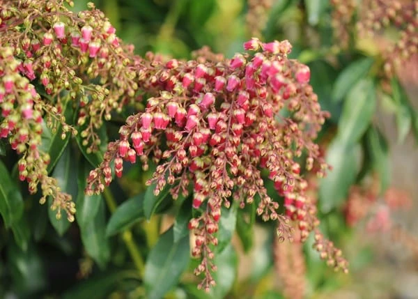 Pieris Japonica 'Valley Valentine' - Image 2