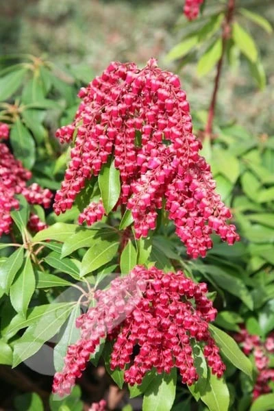 Pieris Japonica 'Valley Valentine' - Image 3