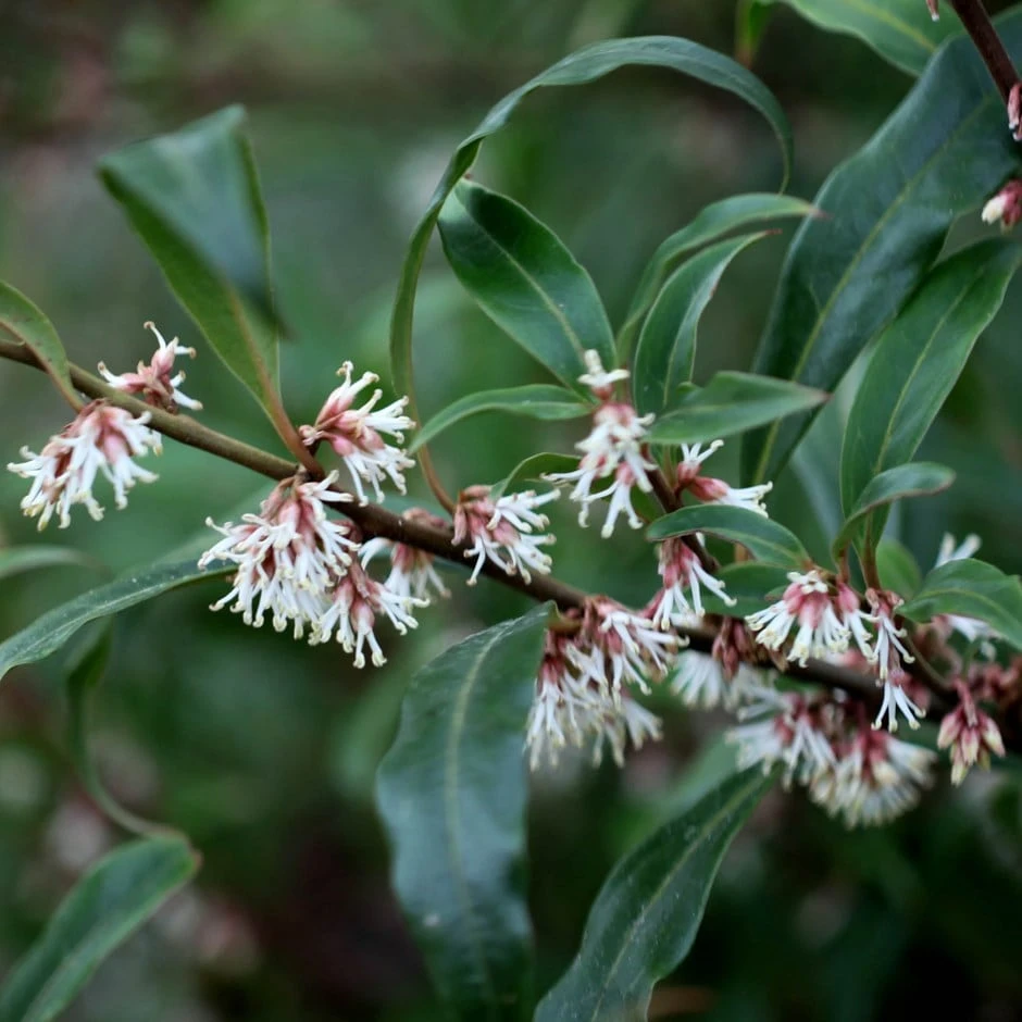 Sarcococca Hookeriana Var. Digyna