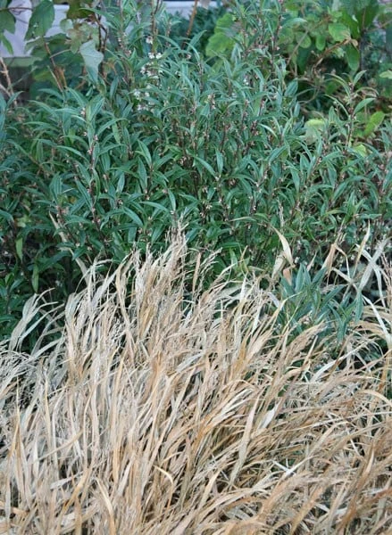 Sarcococca Hookeriana Var. Digyna - Image 2